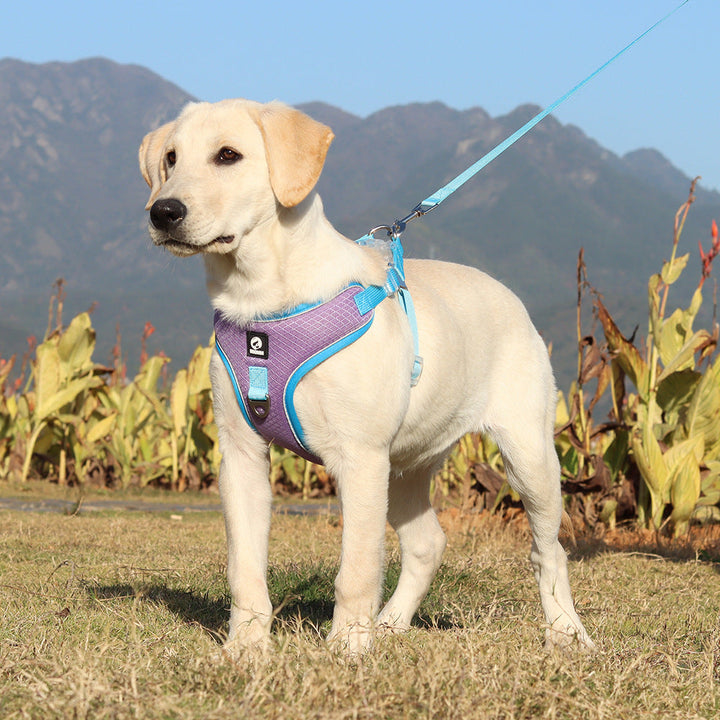 The Ultimate Breathable Pet Harness and Leash Combo