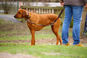 Strong Leashes for Safe Pet Walks