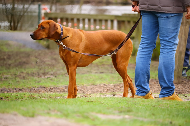 Strong Leashes for Safe Pet Walks